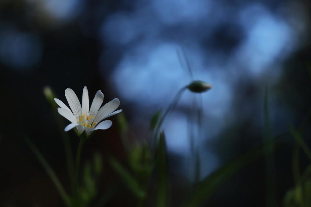 Photograph by Елена