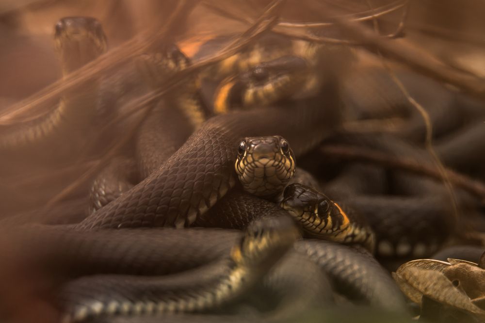 Photograph by Соварцева Ксения