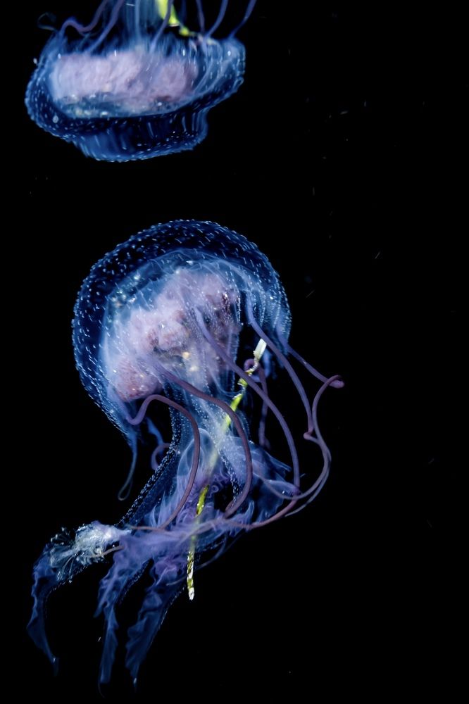 Фотография автора Sebastian Arango