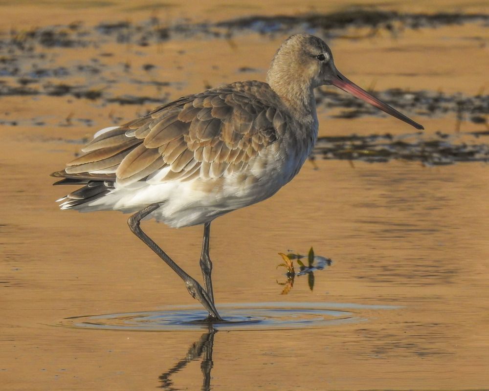 Photograph by Dina Eid