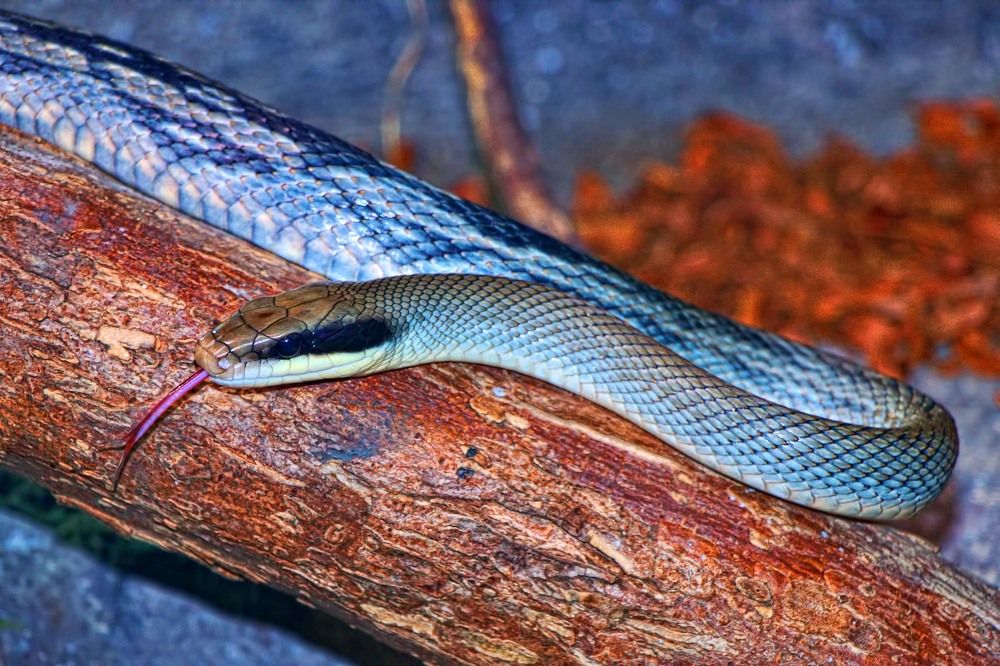 Photograph by A. G. Bisschop