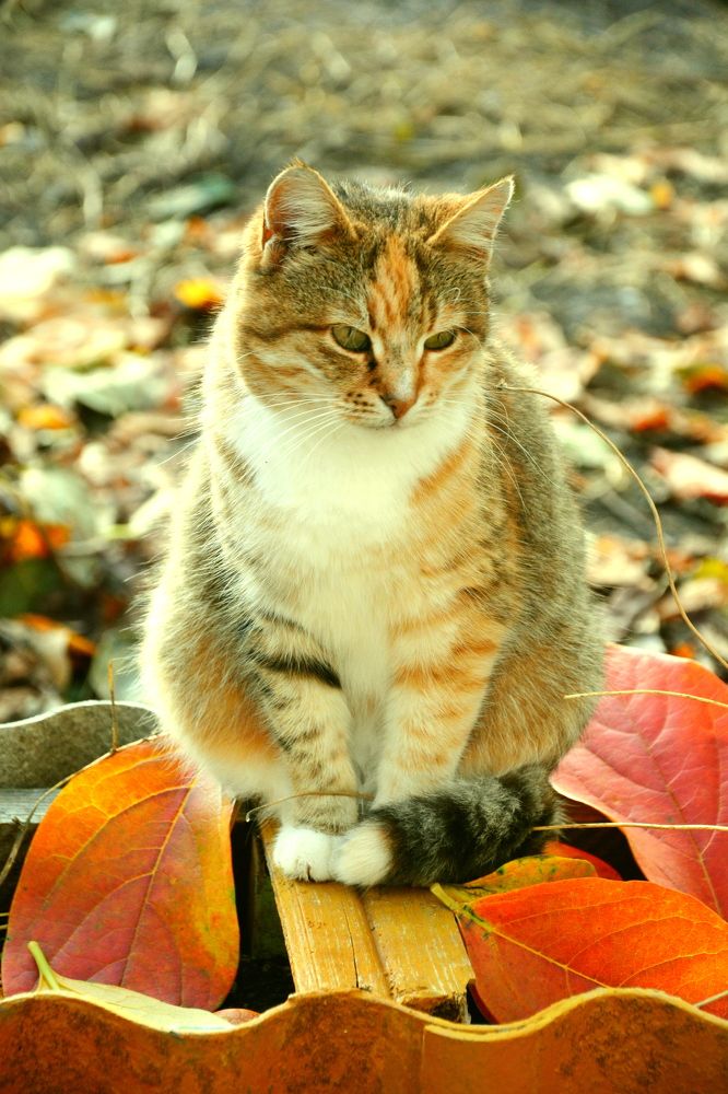 Photograph by Муза Латинская