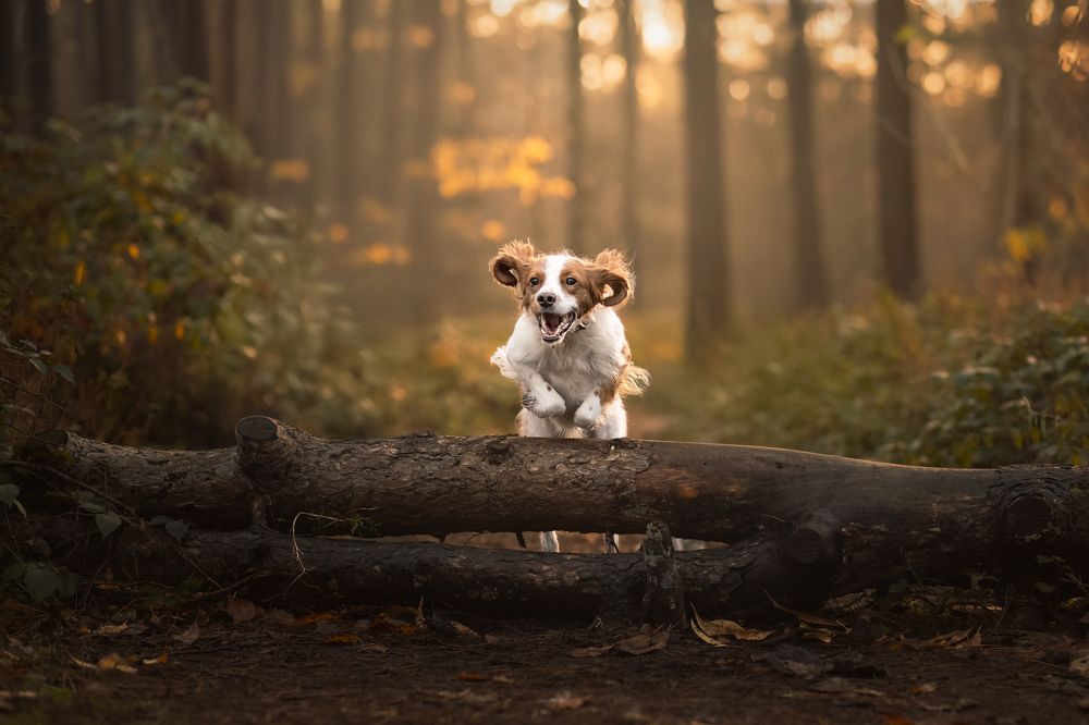 Photograph by By Meert Eline