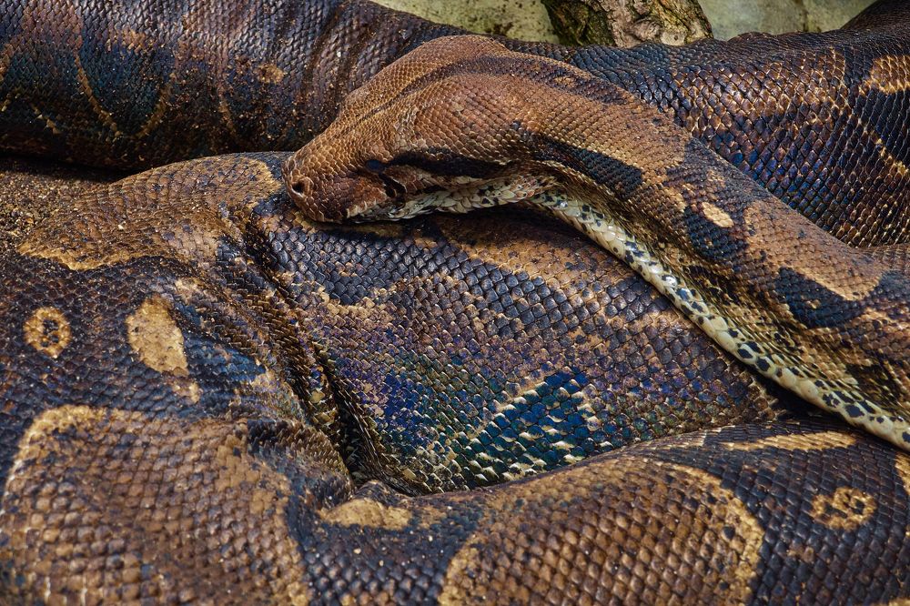 Фотография автора Ekaterina Palant