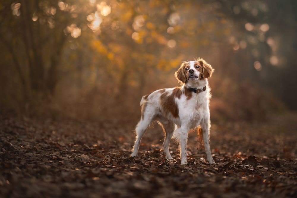Фотография автора By Meert Eline