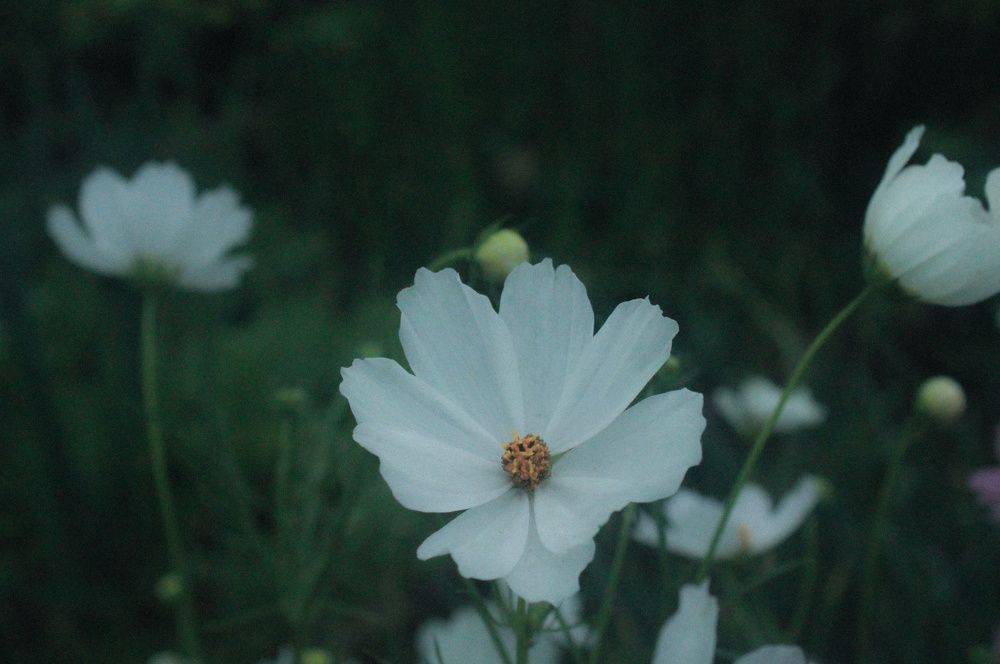 Photograph by Антон Мальцев