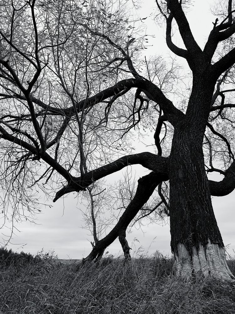 Photo #11586794