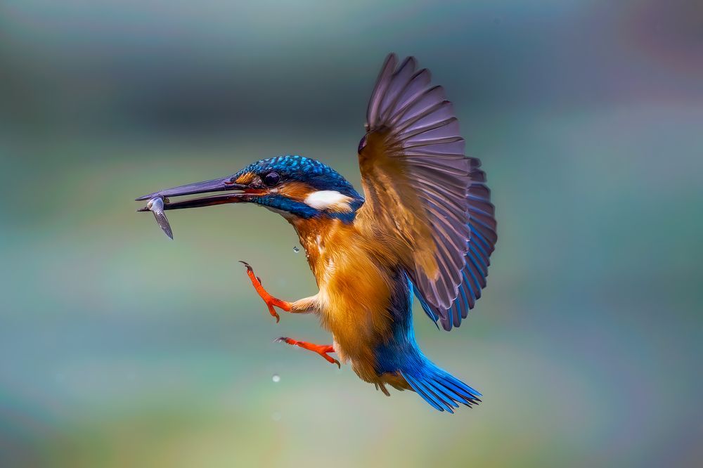 Photograph by Leo Ngo