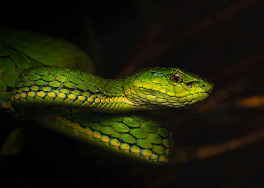 Photograph by Arun Prakash