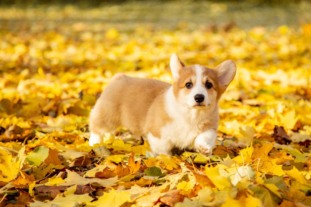 Фотография автора Станислава Гордеева