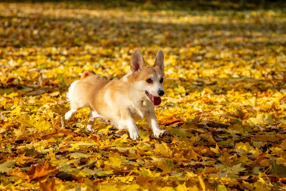 Фотография автора Станислава Гордеева