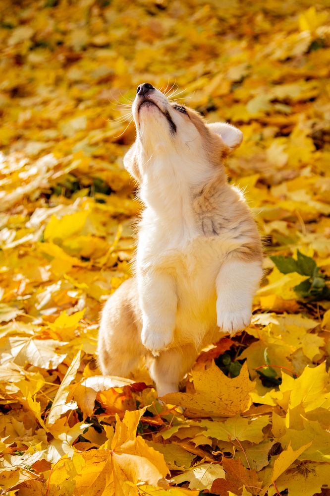 Фотография автора Станислава Гордеева