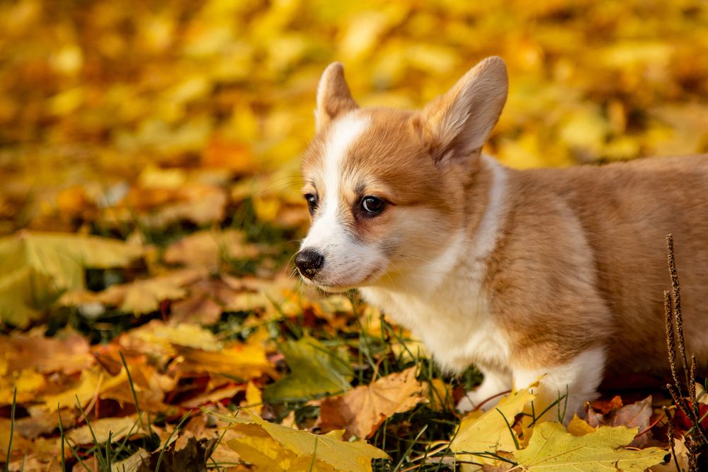 Фотография автора Станислава Гордеева