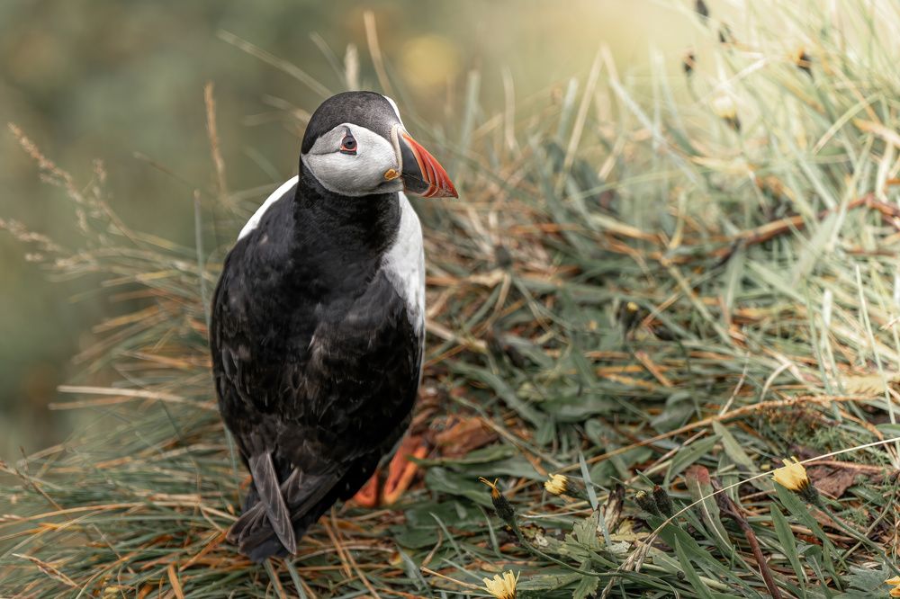 Photograph by Hector Knudsen