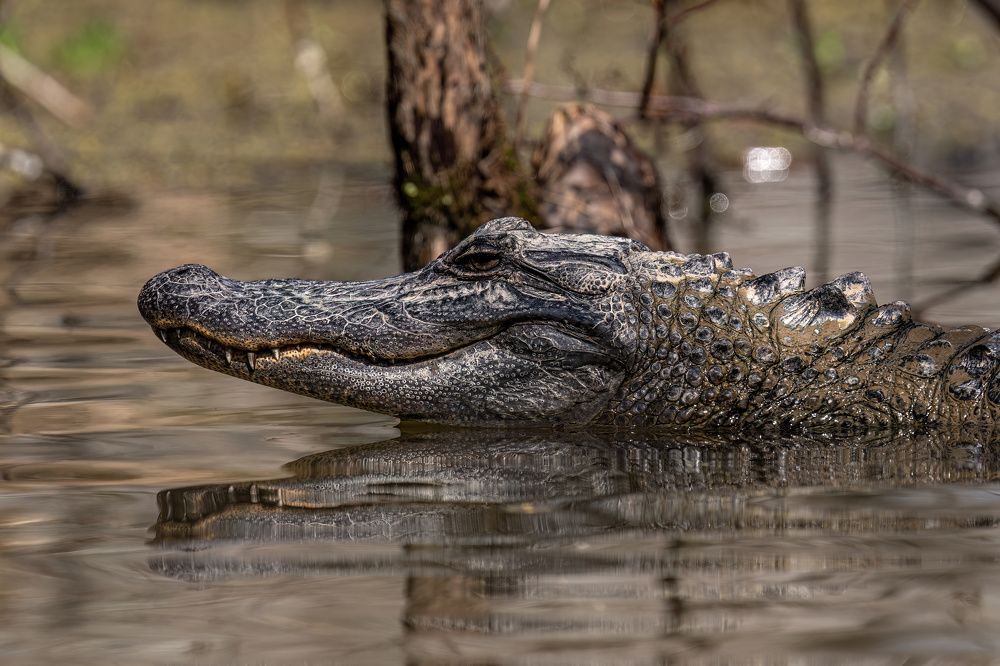 Photograph by Hector Knudsen