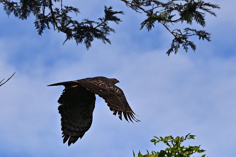 Photograph by Shirley irantha Sooriyaarachchi