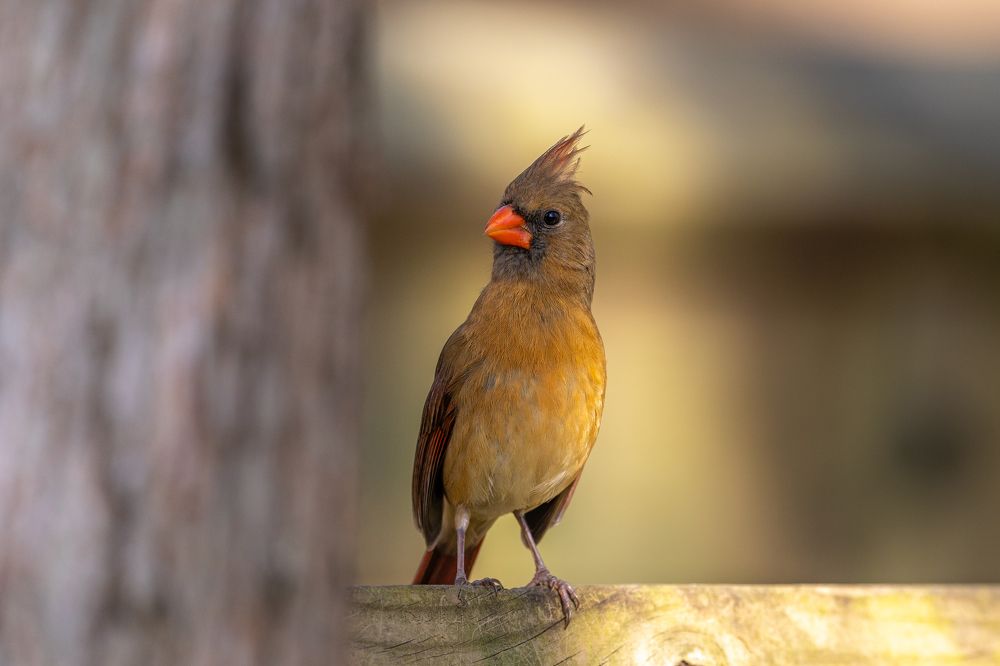 Photograph by Hector Knudsen