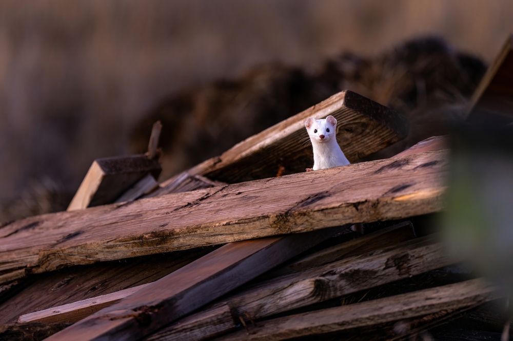 Photograph by Hector Knudsen