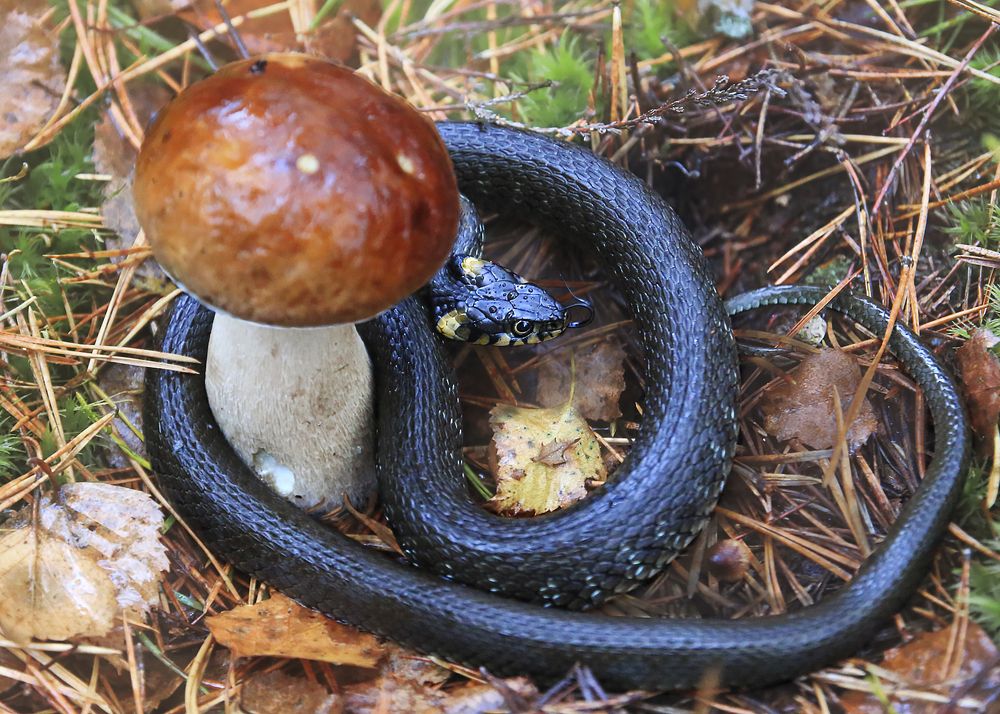 Photograph by Николай Протасеня