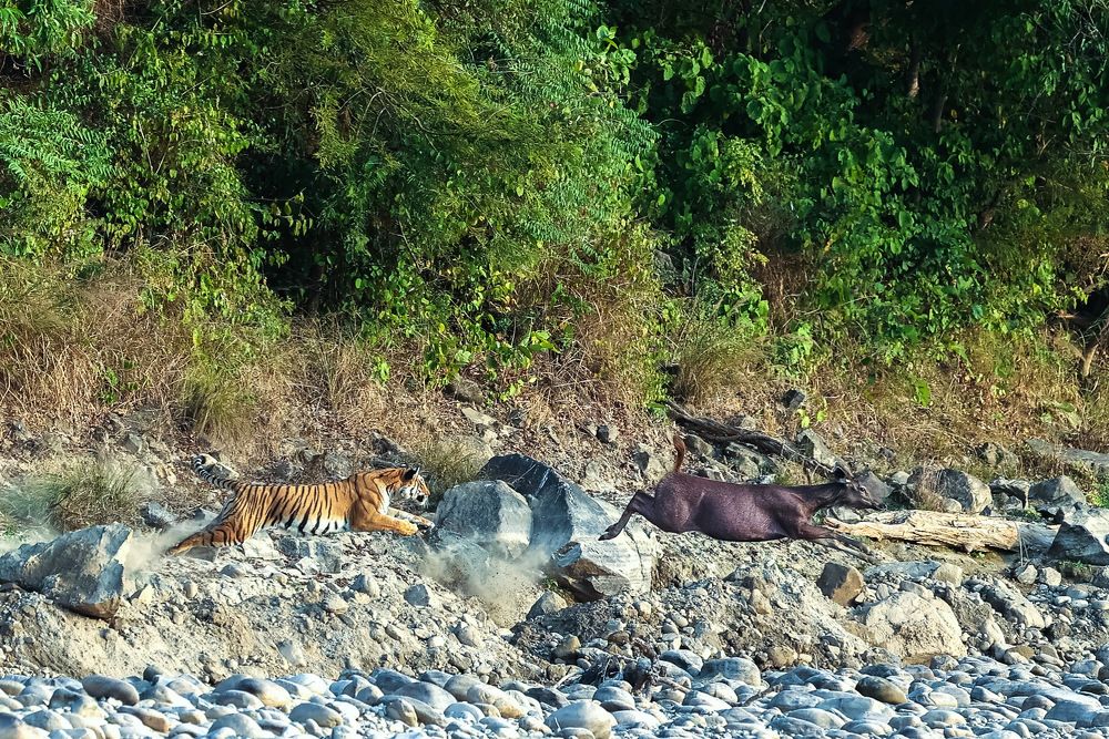 Incredible hunt attempt