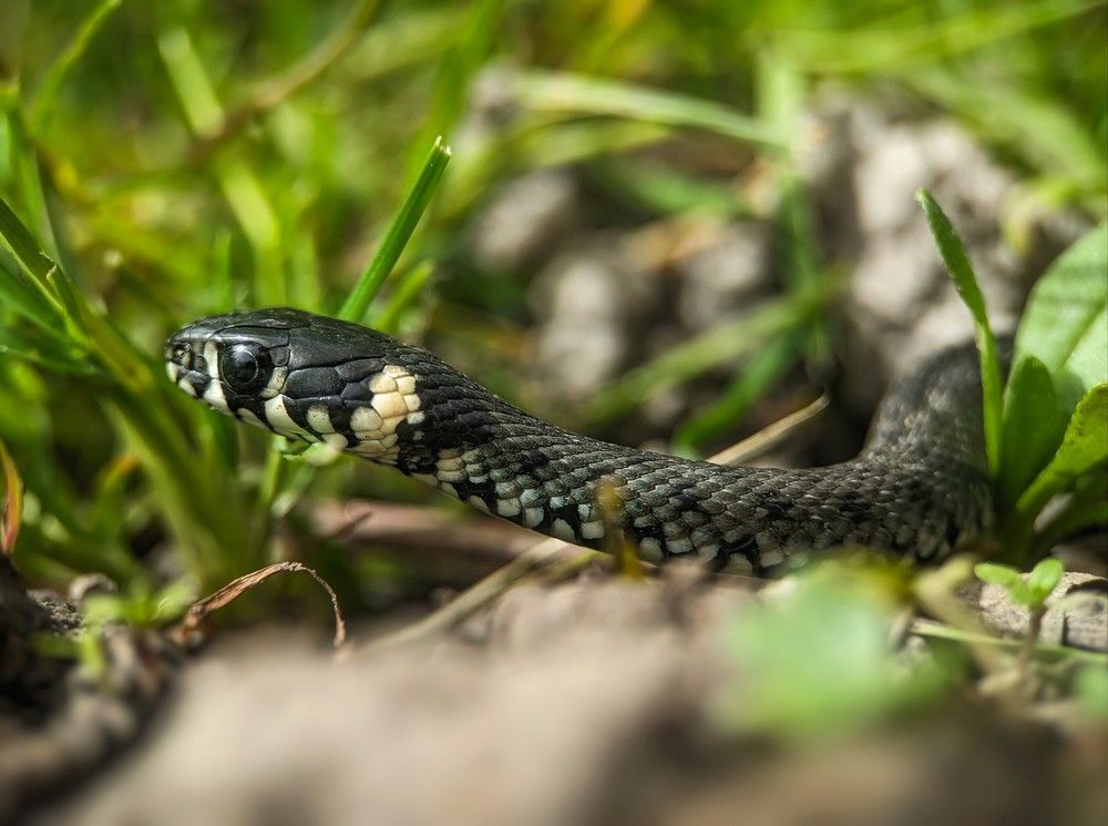 Grass Snake( Natrix Natrix).