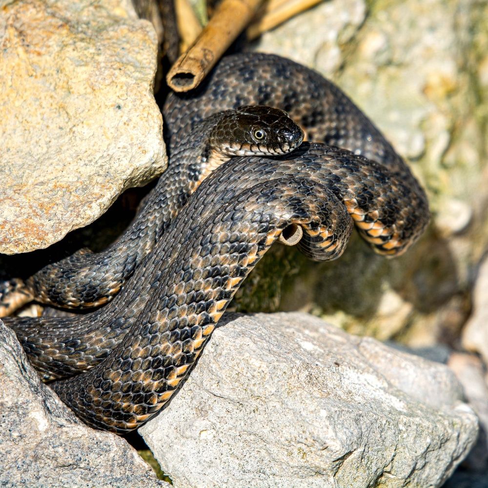 Photograph by Николай