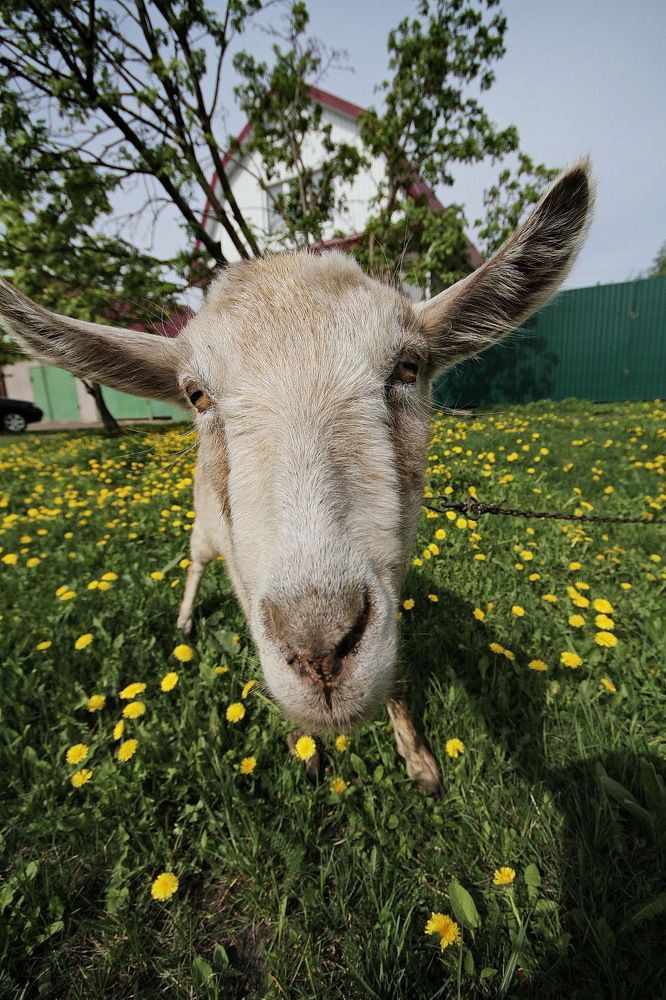 Фотография автора Александр Челмодеев