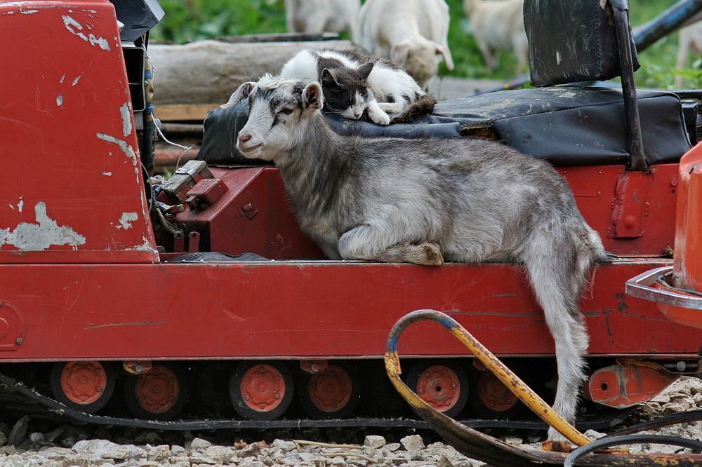 Бреиенские музыканты