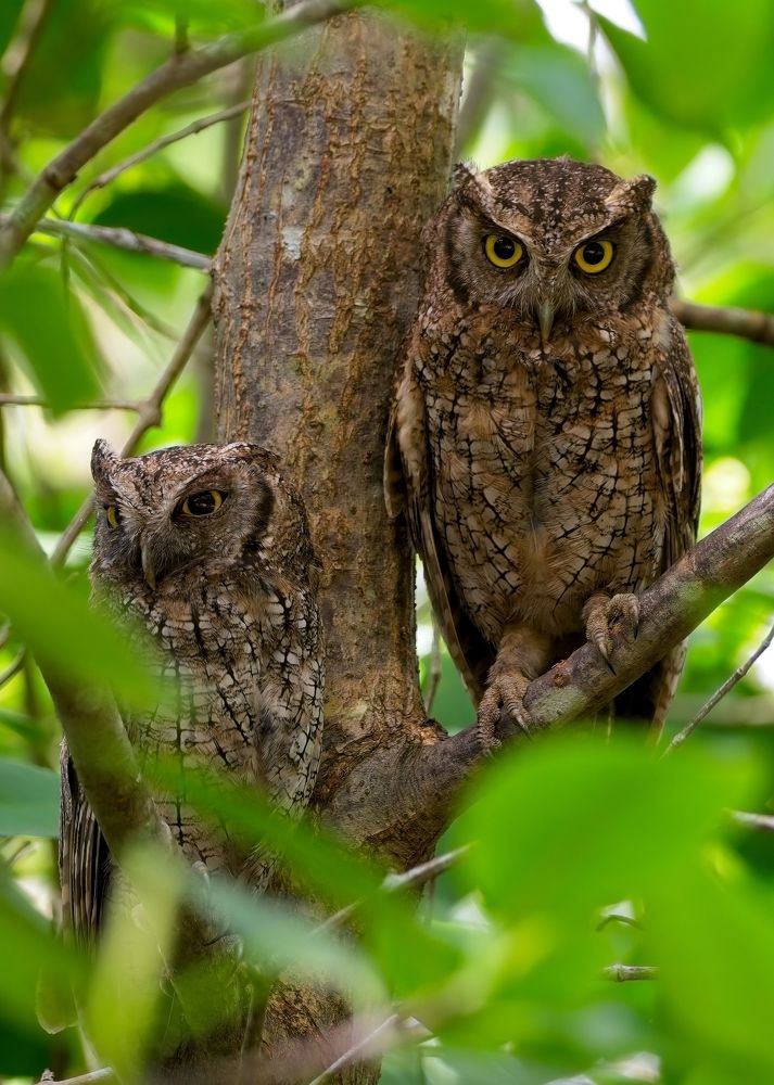 Swamp Owls