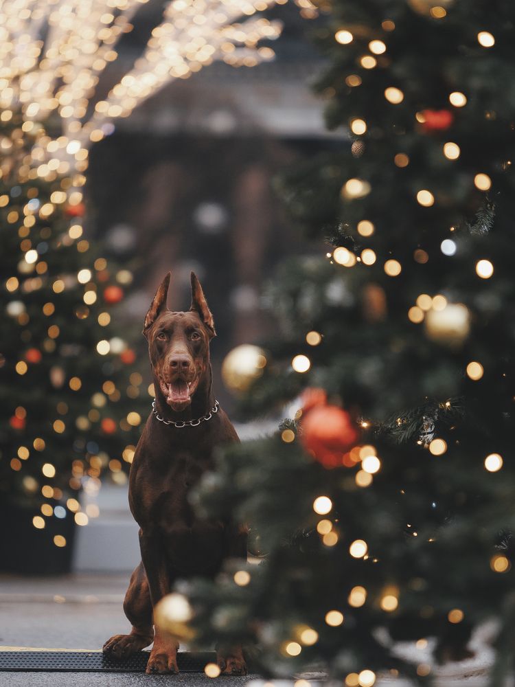 Photograph by Мария Клещенко