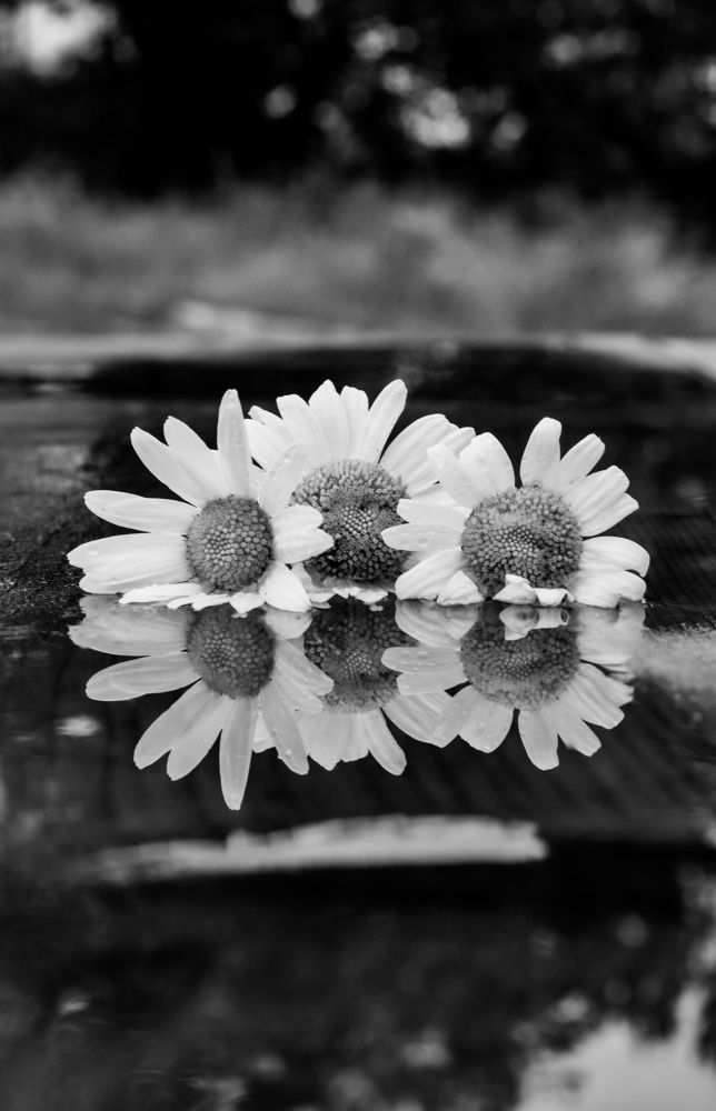 Photograph by Svetlana Savilova