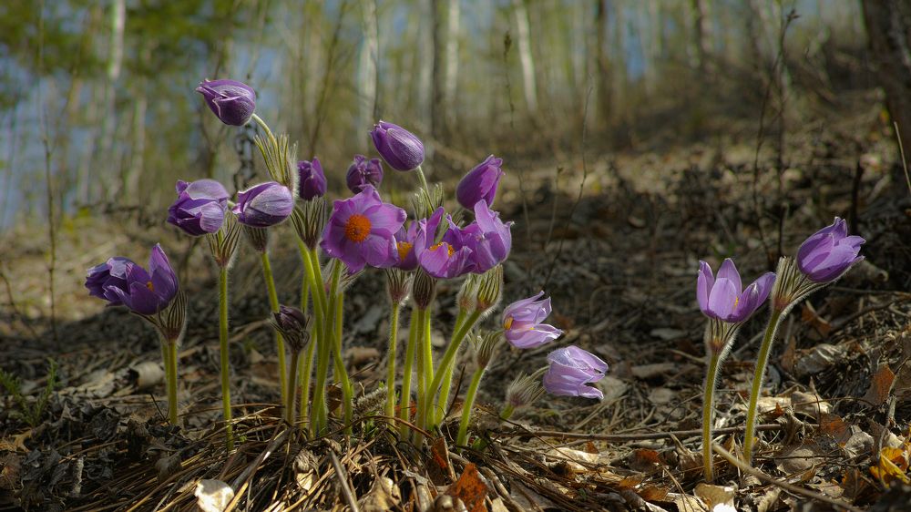 Photograph by Шекснинский Дмитрий