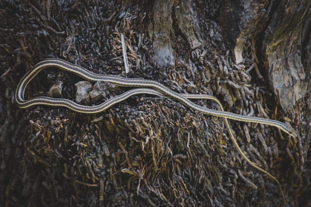 Photograph by Waleed Yousuf Alwahaibi