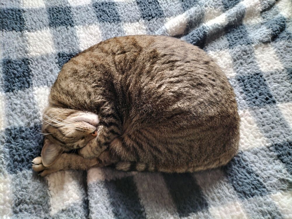 Photo #11588240