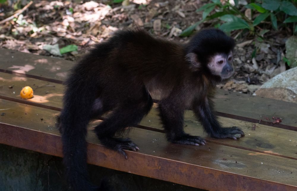 Фотография автора Liliana Cancino Abregu
