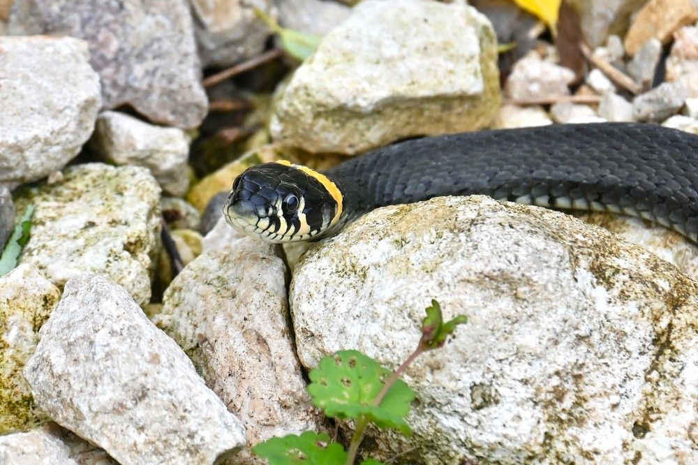 Фотография автора IRINA FILIPPOVA