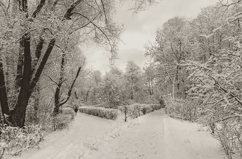Photograph by Vladimir  Komarov