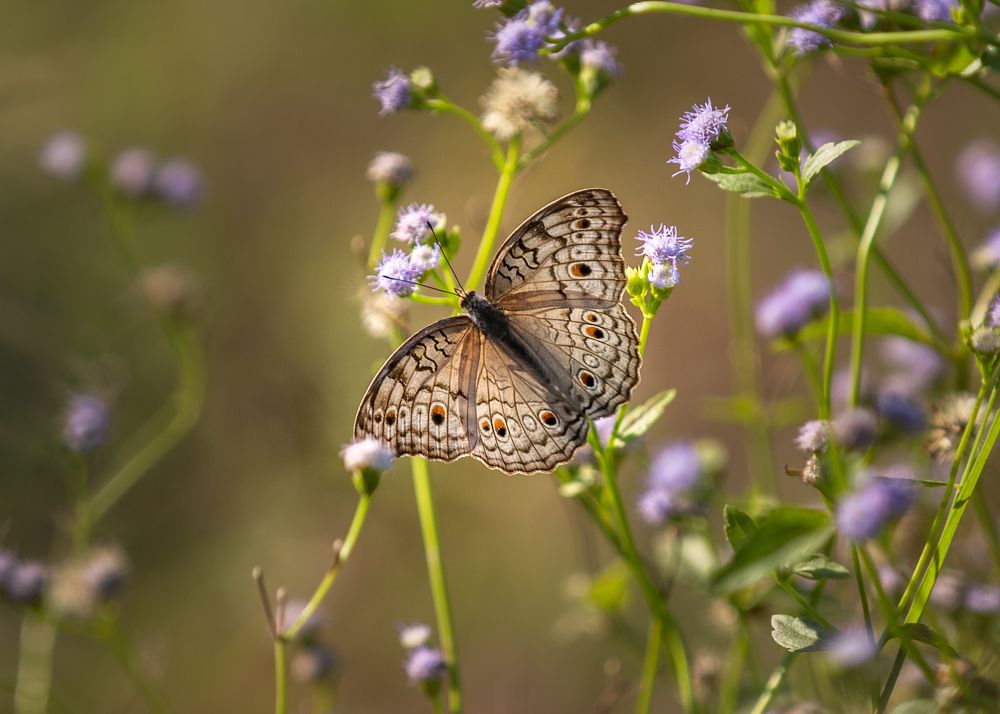 Photograph by Md Matiur Rahman