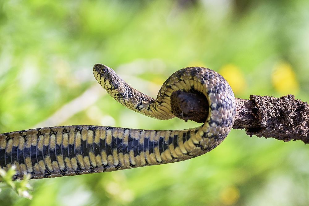 Photograph by Noureddine Belfethi