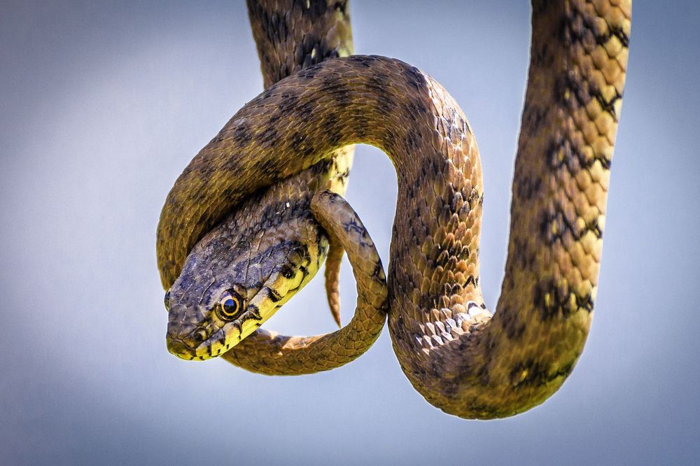 Photograph by Noureddine Belfethi