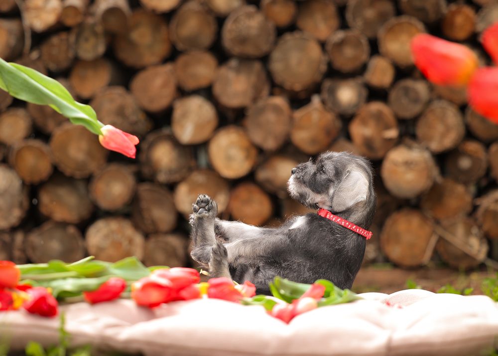 Фотография автора Регина Гущина