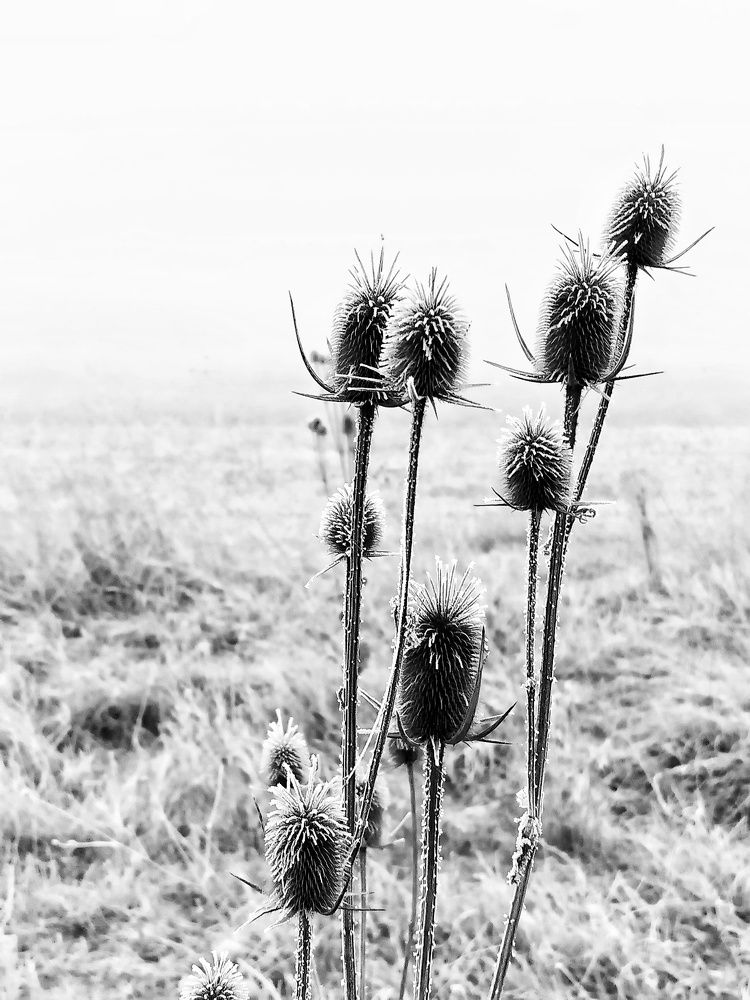 Фотография автора JELENA VASIC