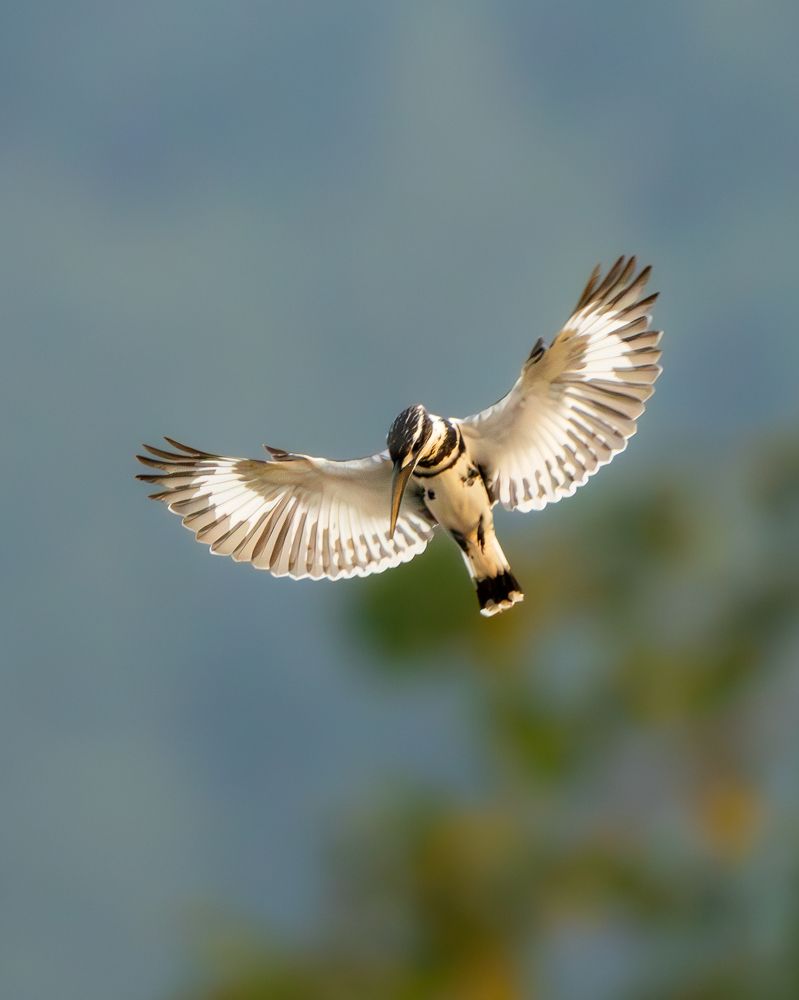 Photograph by Vipin P C