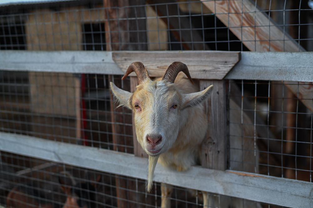 Фотография автора Sergey Smorchkov