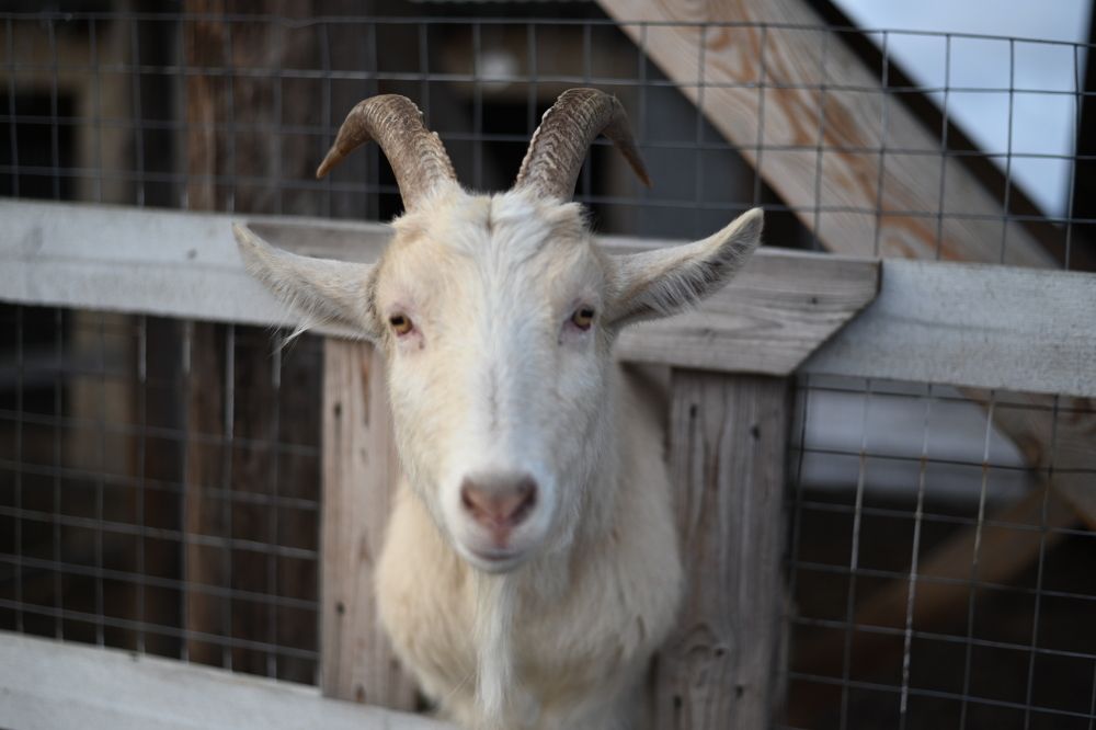 Фотография автора Sergey Smorchkov