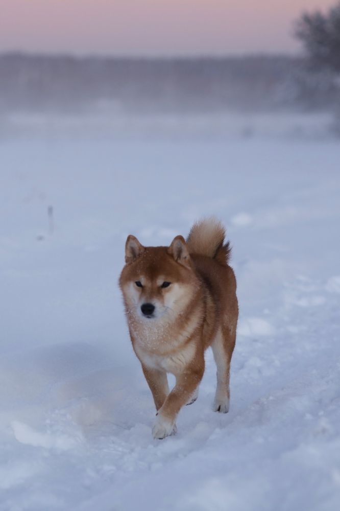 Photograph by Людмила Кочеткова