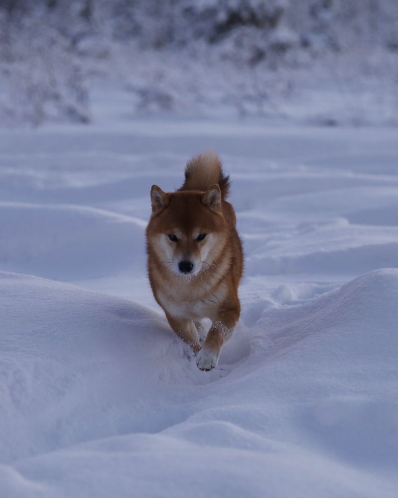 Photograph by Людмила Кочеткова