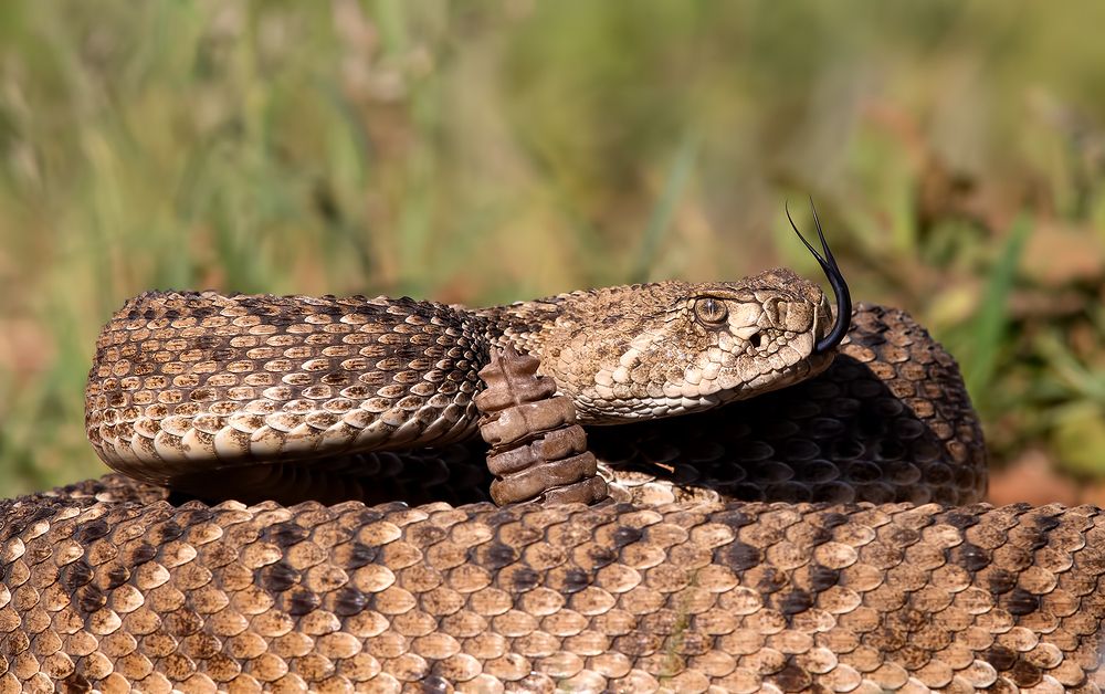 Техасский гремучник -Western diamondback rattlesnake