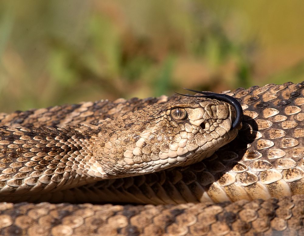 Техасский гремучник -Western diamondback rattlesnake