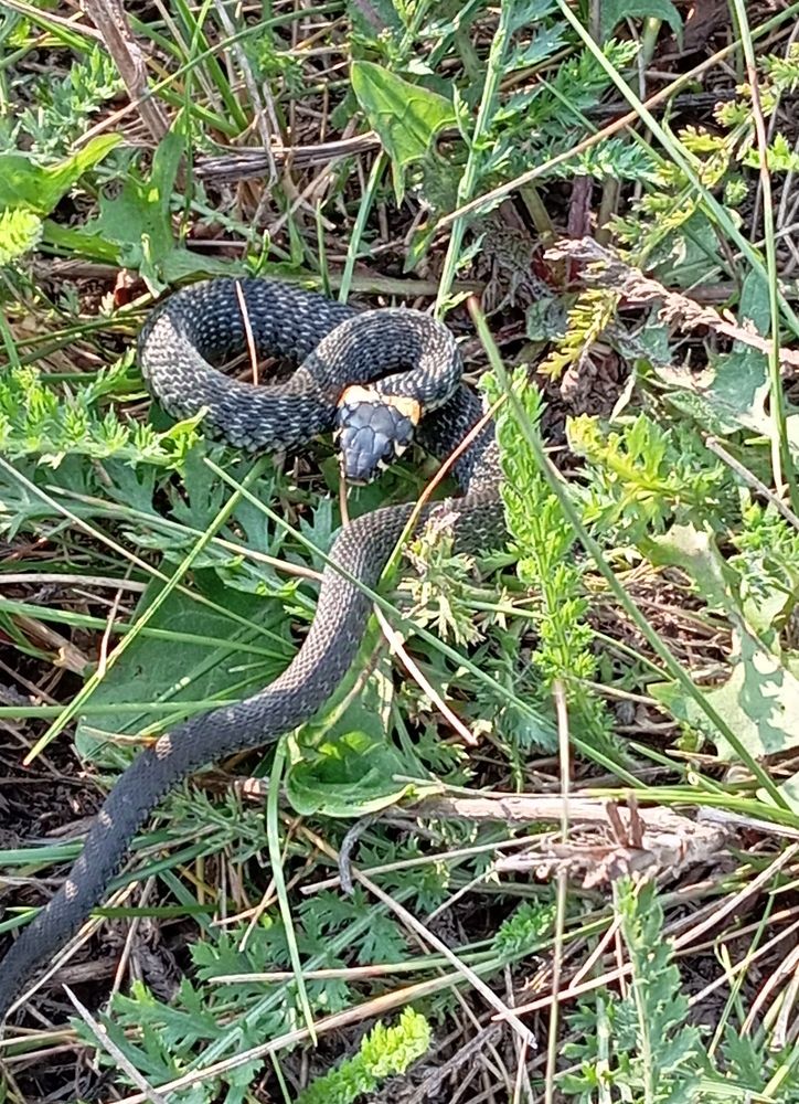 Photograph by Елена Коробченко